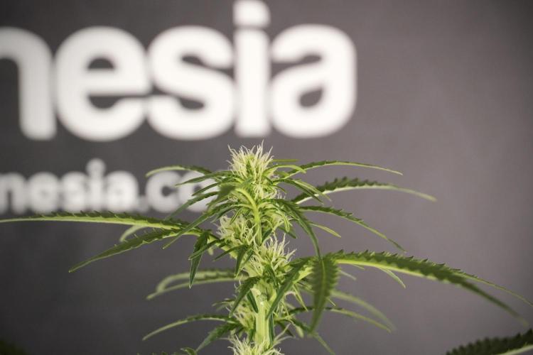 Lemon Cherry Gelato YumYum. Week 8 - LCG Studio Times 