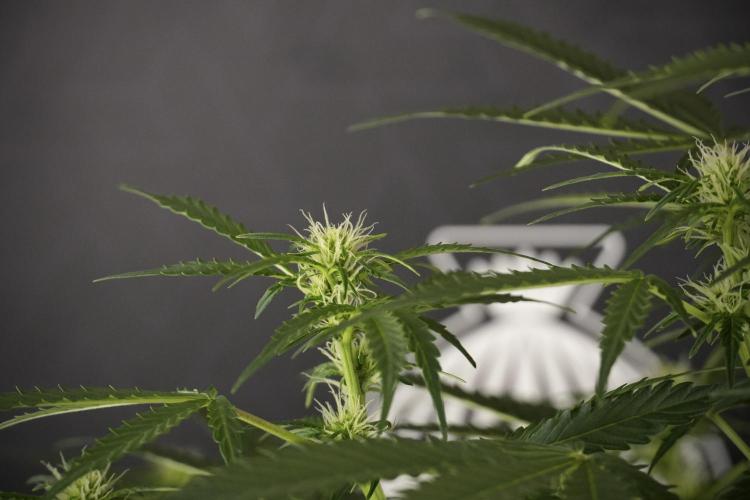 Lemon Cherry Gelato YumYum. Week 8 - LCG Studio Times 