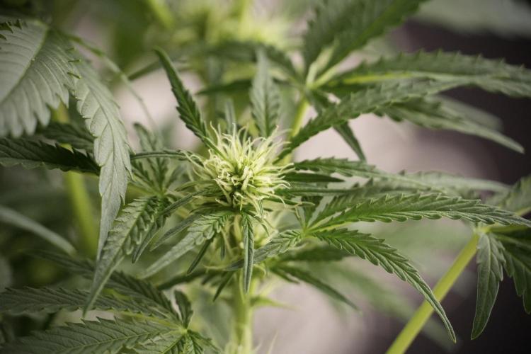 Lemon Cherry Gelato YumYum. Week 8 - LCG Studio Times 