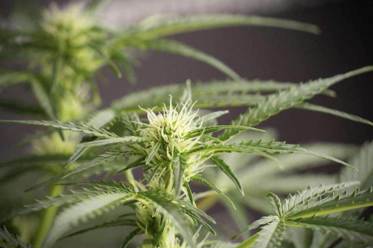 Lemon Cherry Gelato YumYum. Week 8 - LCG Studio Times 