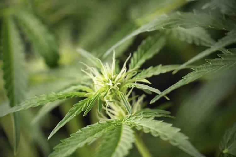 Lemon Cherry Gelato YumYum. Week 8 - LCG Studio Times 