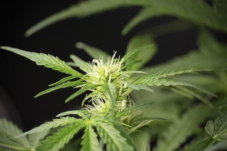 Lemon Cherry Gelato YumYum. Week 8 - LCG Studio Times 