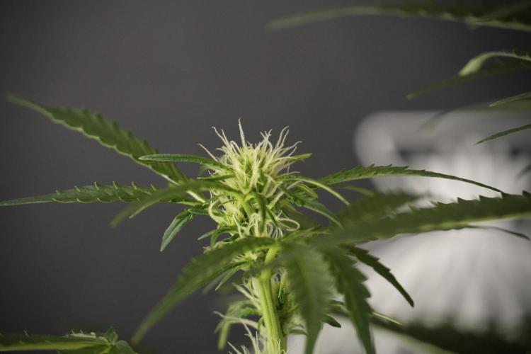 Lemon Cherry Gelato YumYum. Week 8 - LCG Studio Times 