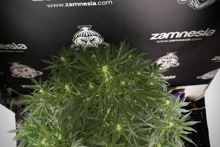 Lemon Cherry Gelato YumYum. Week 8 - LCG Studio Times 