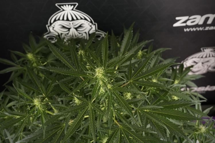 Lemon Cherry Gelato YumYum. Week 8 - LCG Studio Times 