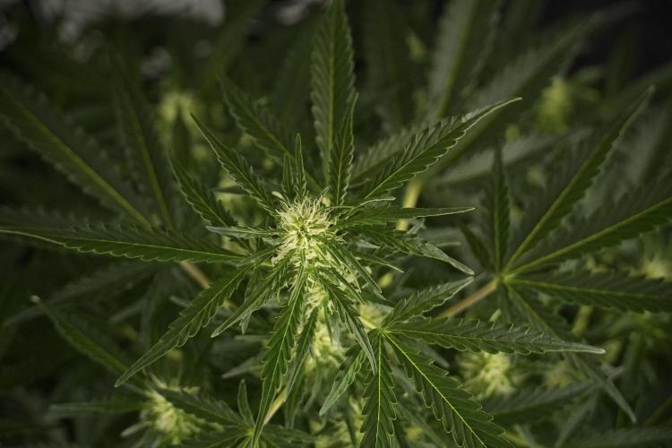 Lemon Cherry Gelato YumYum. Week 8 - LCG Studio Times 