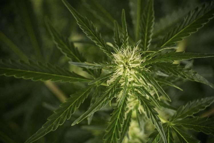 Lemon Cherry Gelato YumYum. Week 8 - LCG Studio Times 