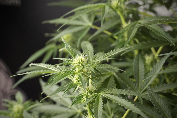 Lemon Cherry Gelato YumYum. Week 8 - LCG Studio Times 