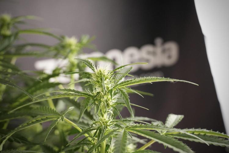 Lemon Cherry Gelato YumYum. Week 8 - LCG Studio Times 