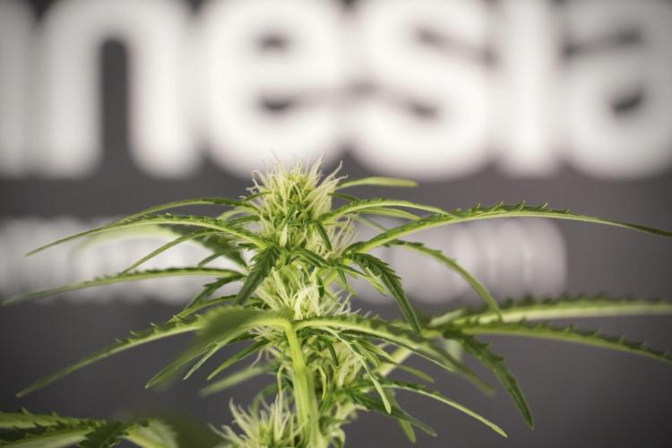 Lemon Cherry Gelato YumYum. Week 8 - LCG Studio Times 