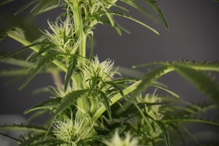 Lemon Cherry Gelato YumYum. Week 8 - LCG Studio Times 