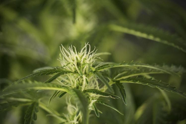 Lemon Cherry Gelato YumYum. Week 8 - LCG Studio Times 