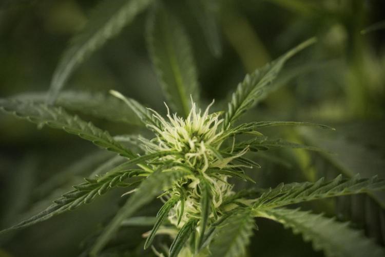 Lemon Cherry Gelato YumYum. Week 8 - LCG Studio Times 