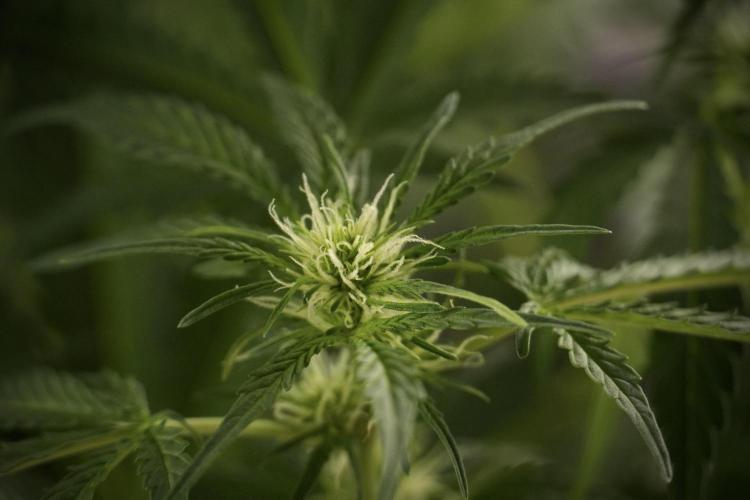 Lemon Cherry Gelato YumYum. Week 8 - LCG Studio Times 