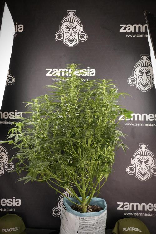 Lemon Cherry Gelato YumYum. Week 8 - LCG Studio Times 