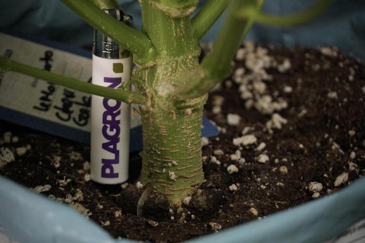 Lemon Cherry Gelato YumYum. Week 8 - LCG Studio Times 