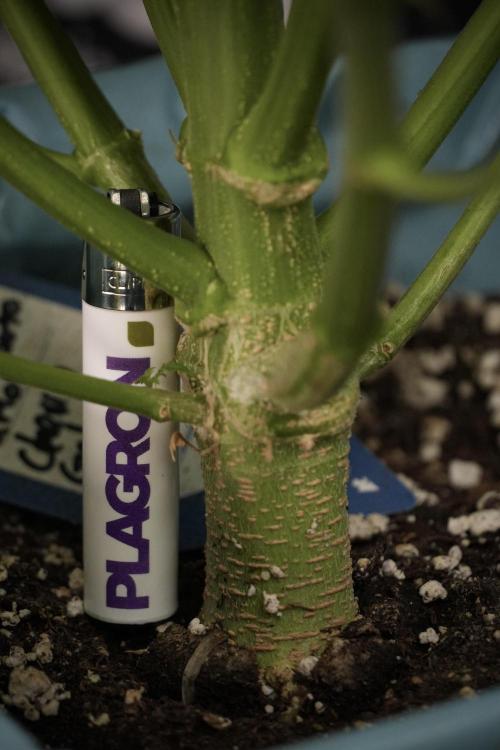 Lemon Cherry Gelato YumYum. Week 8 - LCG Studio Times 