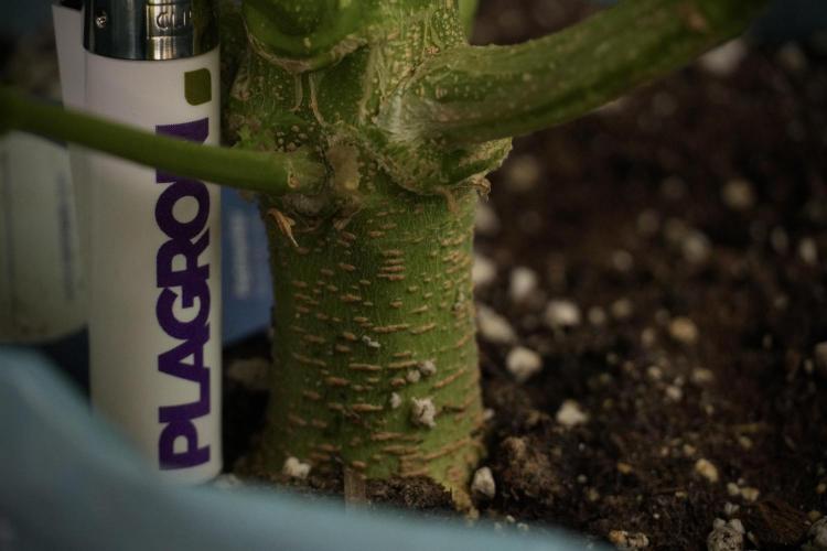 Lemon Cherry Gelato YumYum. Week 8 - LCG Studio Times 