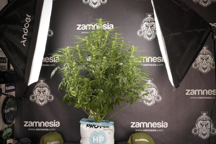 Lemon Cherry Gelato YumYum. Week 8 - LCG Studio Times 