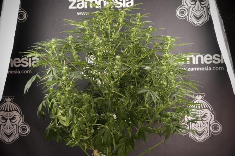 Lemon Cherry Gelato YumYum. Week 8 - LCG Studio Times 