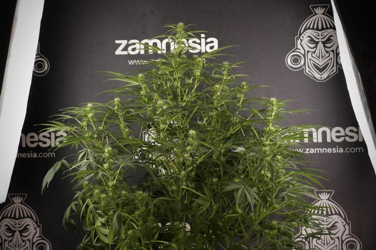 Lemon Cherry Gelato YumYum. Week 8 - LCG Studio Times 