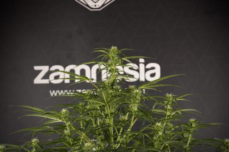 Lemon Cherry Gelato YumYum. Week 8 - LCG Studio Times 