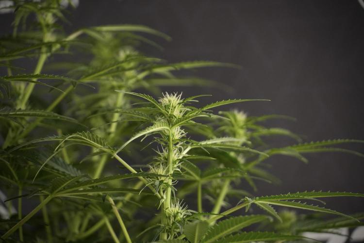 Lemon Cherry Gelato YumYum. Week 8 - LCG Studio Times 