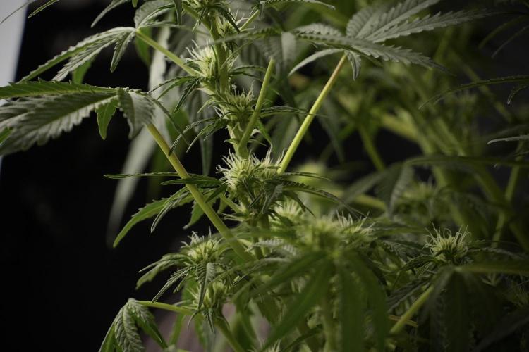 Lemon Cherry Gelato YumYum. Week 8 - LCG Studio Times 