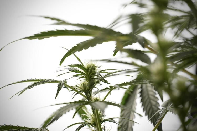 Lemon Cherry Gelato YumYum. Week 8 - LCG Studio Times 