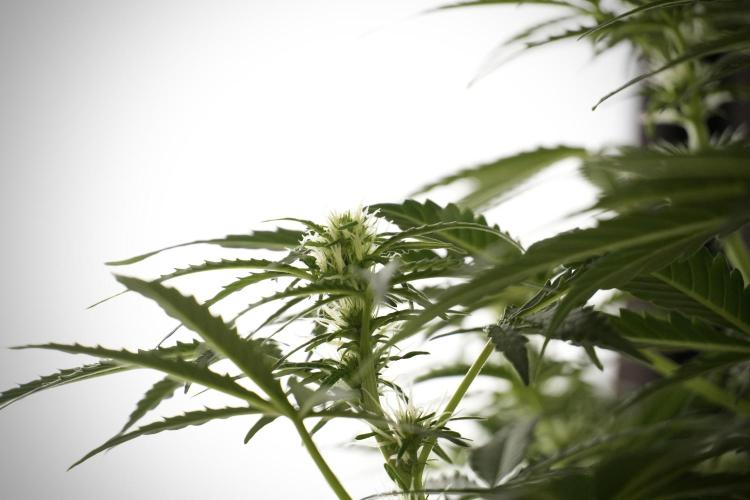 Lemon Cherry Gelato YumYum. Week 8 - LCG Studio Times 