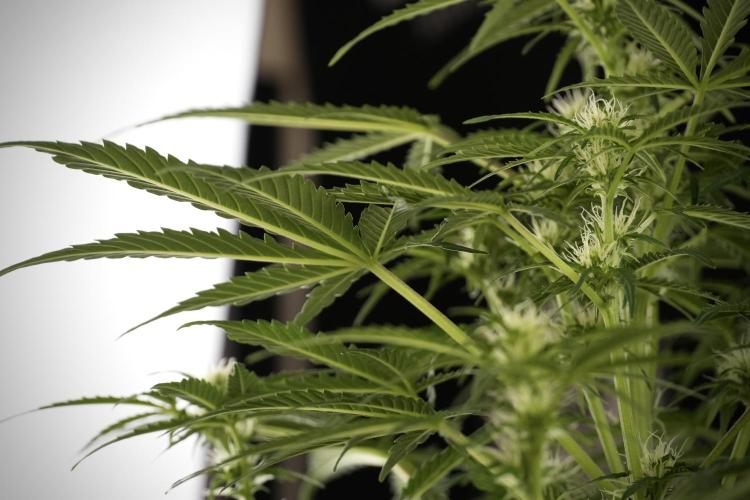 Lemon Cherry Gelato YumYum. Week 8 - LCG Studio Times 