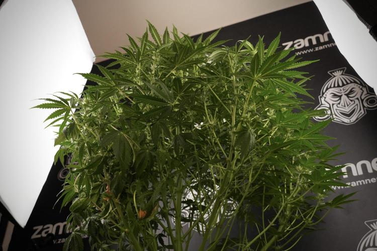 Lemon Cherry Gelato YumYum. Week 8 - LCG Studio Times 