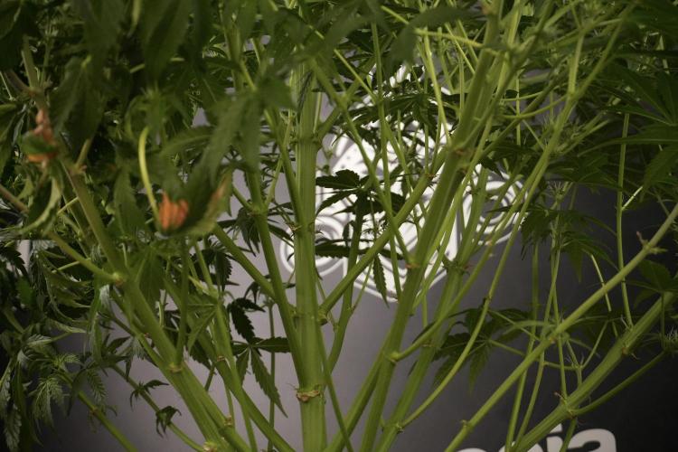 Lemon Cherry Gelato YumYum. Week 8 - LCG Studio Times 