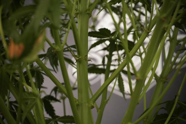 Lemon Cherry Gelato YumYum. Week 8 - LCG Studio Times 