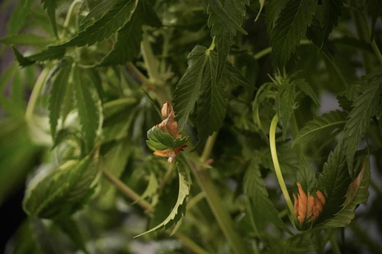 Lemon Cherry Gelato YumYum. Week 8 - LCG Studio Times 