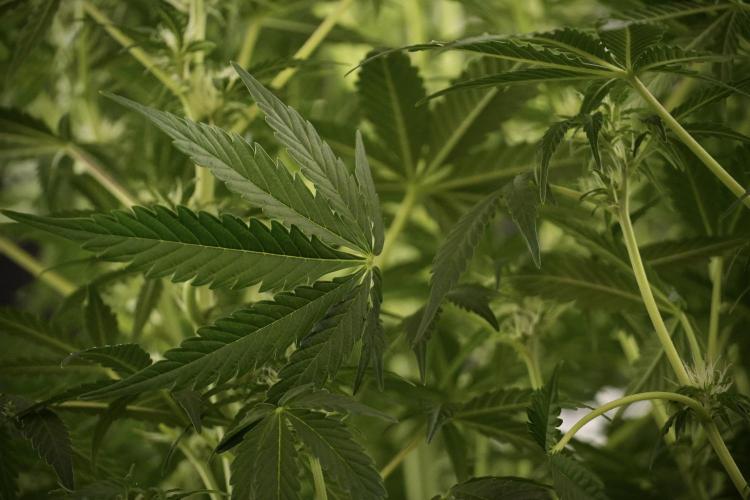 Lemon Cherry Gelato YumYum. Week 8 - LCG Studio Times 