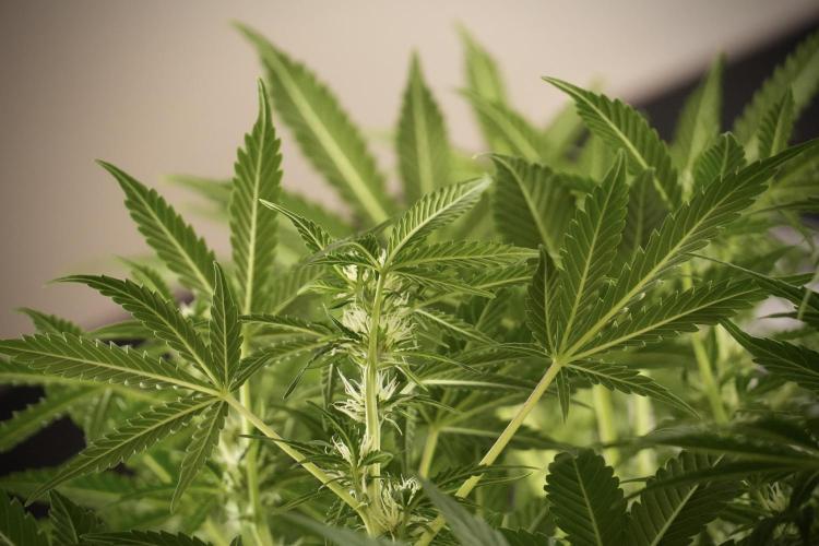 Lemon Cherry Gelato YumYum. Week 8 - LCG Studio Times 