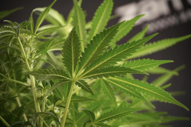 Lemon Cherry Gelato YumYum. Week 8 - LCG Studio Times 