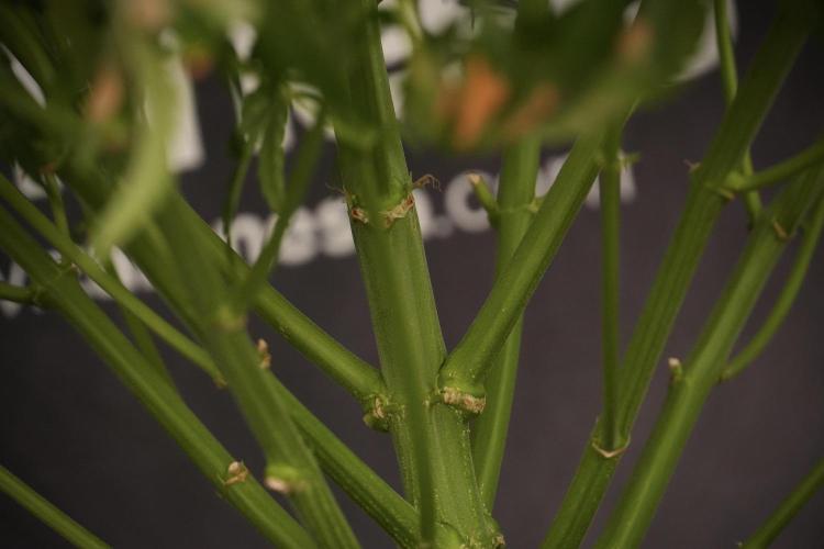 Lemon Cherry Gelato YumYum. Week 8 - LCG Studio Times 