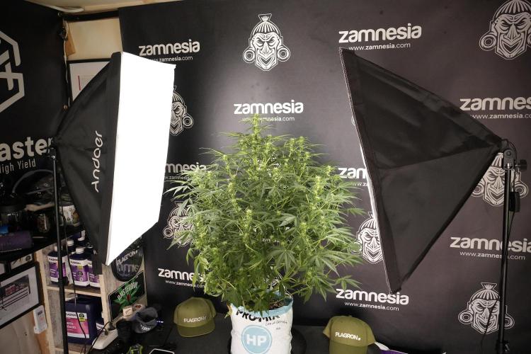 Lemon Cherry Gelato YumYum. Week 8 - LCG Studio Times 