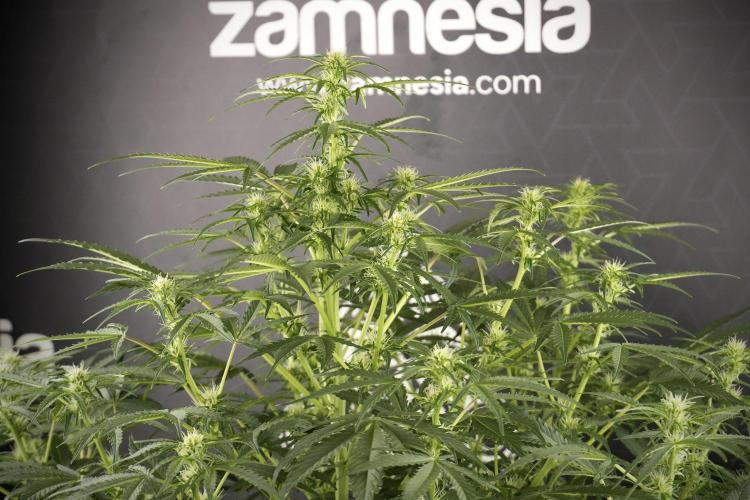 Lemon Cherry Gelato YumYum. Week 8 - LCG Studio Times 