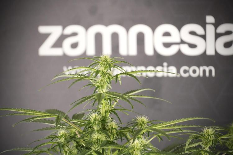 Lemon Cherry Gelato YumYum. Week 8 - LCG Studio Times 