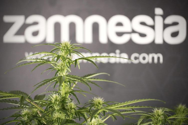 Lemon Cherry Gelato YumYum. Week 8 - LCG Studio Times 