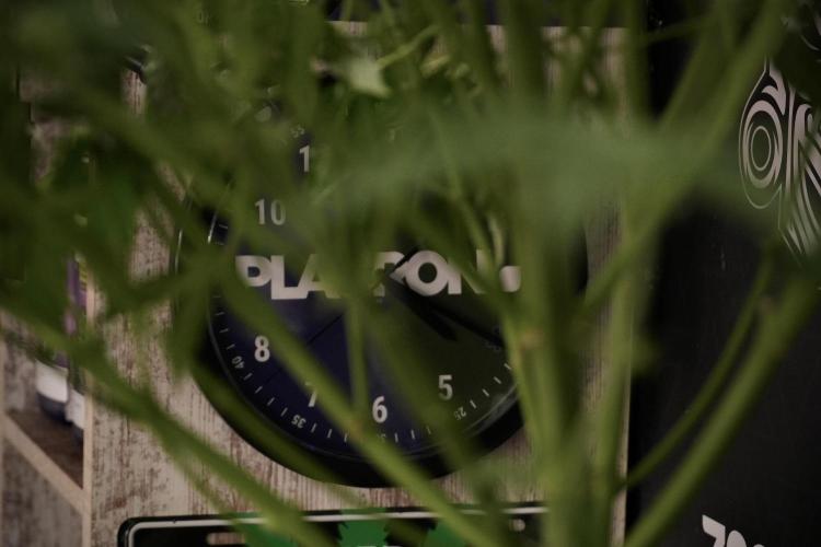 Lemon Cherry Gelato YumYum. Week 8 - LCG Studio Times 