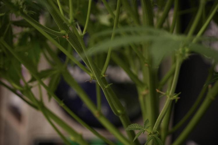 Lemon Cherry Gelato YumYum. Week 8 - LCG Studio Times 