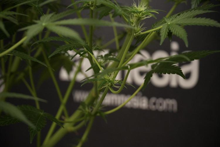 Lemon Cherry Gelato YumYum. Week 8 - LCG Studio Times 