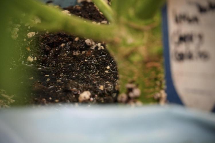 Lemon Cherry Gelato YumYum. Week 8 - LCG Studio Times 