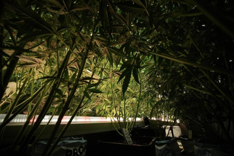 Cosmic Noodles a Zamnesia Dish. Week 8 - UCL