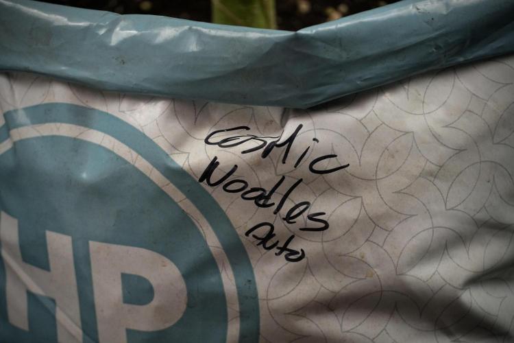 Cosmic Noodles a Zamnesia Dish. Week 8 - Cosmic Noodles The Big Walla