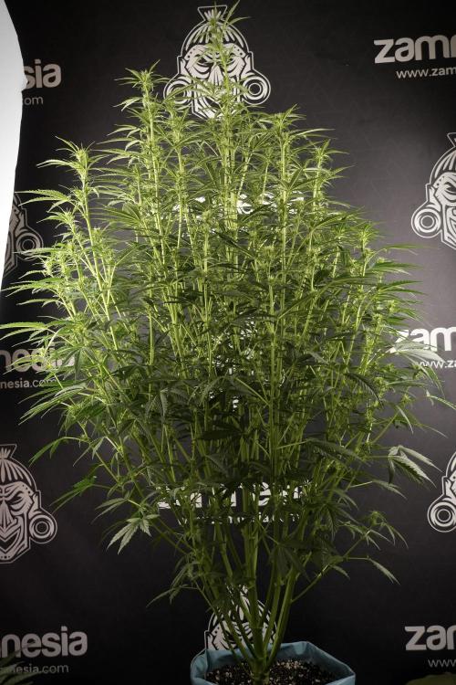 Cosmic Noodles a Zamnesia Dish. Week 8 - Cosmic Noodles The Big Walla